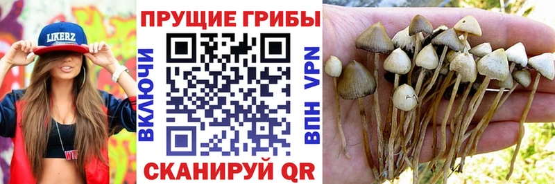 Псилоцибиновые грибы мухоморы  цена   Каргат 